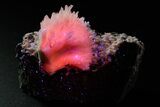 Pink Manganoan Calcite Crystal Cluster - Fluorescent! #361519-1